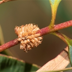 Paropsis atomaria (Eucalyptus leaf beetle) at Higgins, ACT - 28 Feb 2025 by AlisonMilton