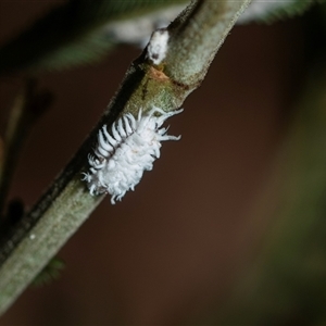 Cryptolaemus montrouzieri (Mealybug ladybird) at Higgins, ACT - 28 Feb 2025 by AlisonMilton