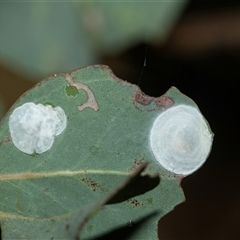 Glycaspis sp. (genus) at Higgins, ACT - 28 Feb 2025 by AlisonMilton