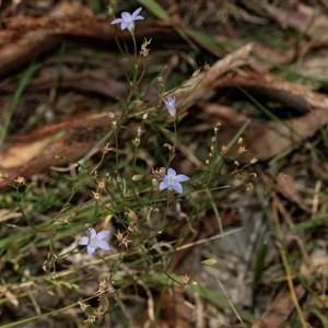 Wahlenbergia capillaris (Tufted Bluebell) at Higgins, ACT - 28 Feb 2025 by AlisonMilton