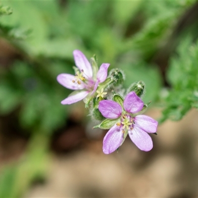 Erodium cicutarium (Common Storksbill, Common Crowfoot) at Higgins, ACT - 24 Feb 2025 by AlisonMilton