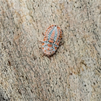 Monophlebulus sp. (genus) at Scullin, ACT - 24 Feb 2025 by AlisonMilton