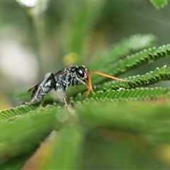 Fabriogenia sp. (genus) (Spider wasp) at Higgins, ACT - 24 Feb 2025 by AlisonMilton