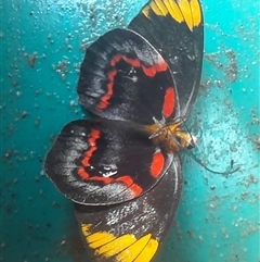 Delias nigrina (Black Jezebel) at Bangalee, NSW - 9 Mar 2025 by VanceLawrence