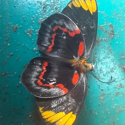 Delias nigrina (Black Jezebel) at Bangalee, NSW - 9 Mar 2025 by VanceLawrence