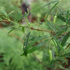 Billardiera mutabilis (Climbing Apple Berry, Apple Berry, Snot Berry, Apple Dumblings, Changeable Flowered Billardiera) at Narrawallee, NSW - 9 Mar 2025 by Clarel