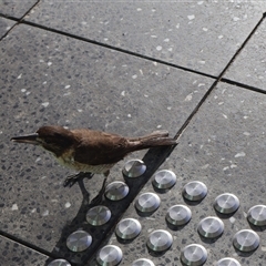 Cracticus torquatus at Ulladulla, NSW - 9 Mar 2025 07:22 AM