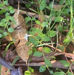 Lobelia purpurascens (White Root) at Narrawallee, NSW - 9 Mar 2025 by Clarel