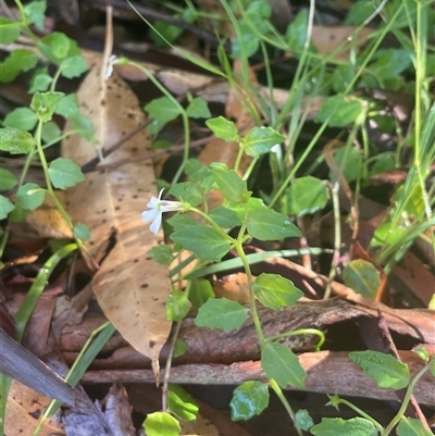 Lobelia purpurascens (White Root) at Narrawallee, NSW - 9 Mar 2025 by Clarel