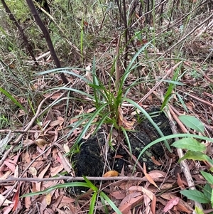 Cymbidium suave at Ulladulla, NSW - suppressed