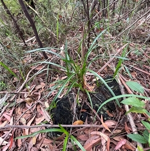 Cymbidium suave (Snake Orchid) at Ulladulla, NSW - 9 Mar 2025 by Clarel