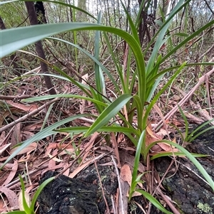 Cymbidium suave at Ulladulla, NSW - suppressed