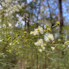 Acacia terminalis (Sunshine Wattle) at Ulladulla, NSW - 9 Mar 2025 by Clarel