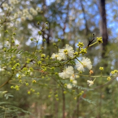 Acacia terminalis (Sunshine Wattle) at Ulladulla, NSW - 9 Mar 2025 by Clarel