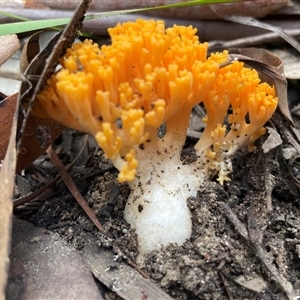 Ramaria sp. at Ulladulla, NSW - 9 Mar 2025 by Clarel