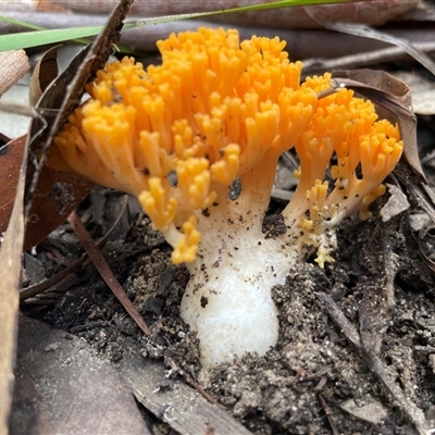 Ramaria sp. (genus) (A Coral fungus) at Ulladulla, NSW - 9 Mar 2025 by Clarel