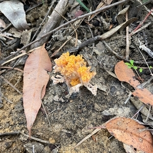 Ramaria sp. (genus) at Ulladulla, NSW - 9 Mar 2025 03:27 PM