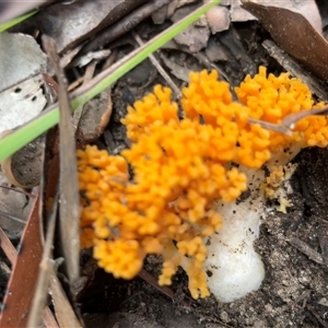 Ramaria sp. (genus) at Ulladulla, NSW - 9 Mar 2025 03:27 PM