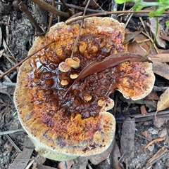 Bolete sp. at Ulladulla, NSW - 9 Mar 2025 by Clarel