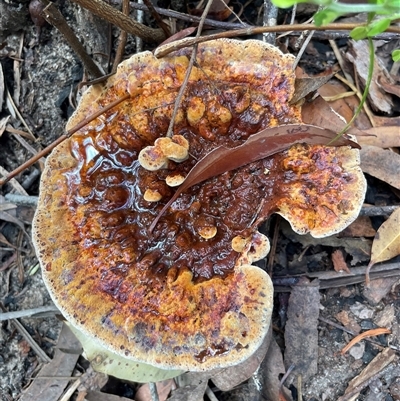 Bolete sp. at Ulladulla, NSW - 9 Mar 2025 by Clarel