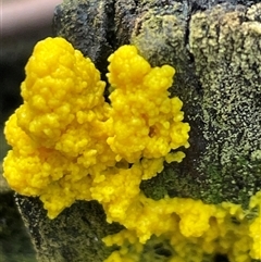 Myxomycete-plasmodium(class) (A slime mould) at Ulladulla, NSW - 9 Mar 2025 by Clarel