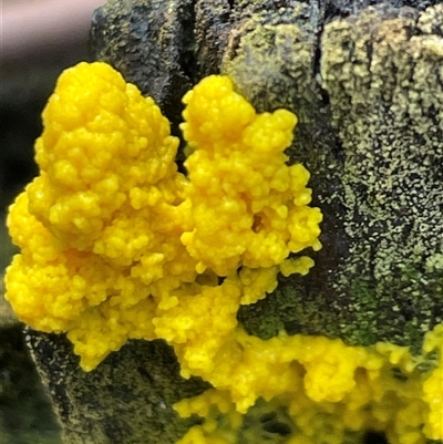 Myxomycete-plasmodium(class) (A slime mould) at Ulladulla, NSW - 9 Mar 2025 by Clarel