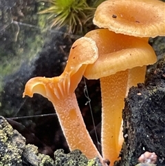 Unidentified Cap on a stem; gills below cap [mushrooms or mushroom-like] at Ulladulla, NSW - 9 Mar 2025 by Clarel