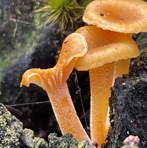 Unidentified Cap on a stem; gills below cap [mushrooms or mushroom-like] at Ulladulla, NSW - 9 Mar 2025 by Clarel