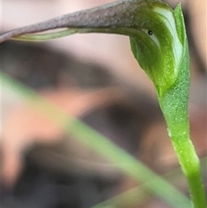 Pterostylis acuminata (Pointed Greenhood) at Ulladulla, NSW - 9 Mar 2025 by Clarel