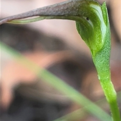 Pterostylis acuminata (Pointed Greenhood) at Ulladulla, NSW - 9 Mar 2025 by Clarel