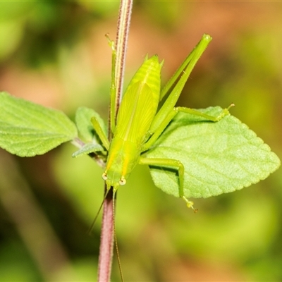 Caedicia simplex at Higgins, ACT - 24 Feb 2025 by AlisonMilton