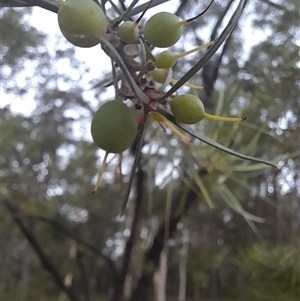 Persoonia linearis at Bangalee, NSW - suppressed