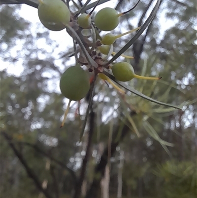 Persoonia linearis (Narrow-leaved Geebung) at Bangalee, NSW - 9 Mar 2025 by VanceLawrence