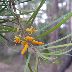 Persoonia linearis at Bangalee, NSW - suppressed