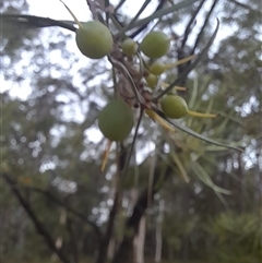 Persoonia linearis at Bangalee, NSW - suppressed