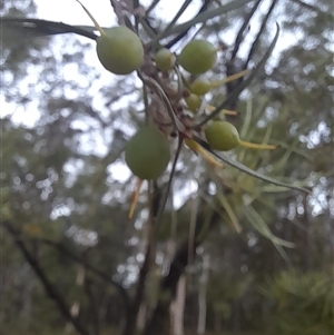 Persoonia linearis at Bangalee, NSW - suppressed