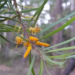 Persoonia linearis at Bangalee, NSW - suppressed