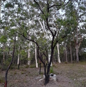 Persoonia linearis at Bangalee, NSW - suppressed