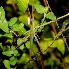 Acrida conica (Giant green slantface) at Higgins, ACT - 24 Feb 2025 by AlisonMilton