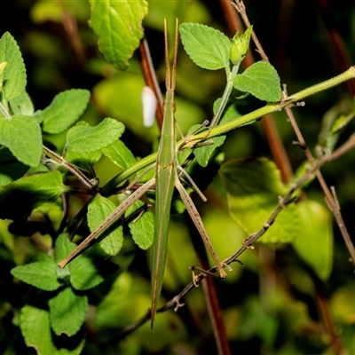 Acrida conica (Giant green slantface) at Higgins, ACT - 24 Feb 2025 by AlisonMilton