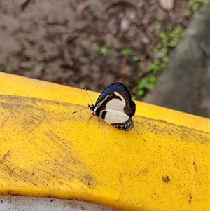 Psychonotis caelius at Bangalee, NSW - 9 Mar 2025 02:19 PM