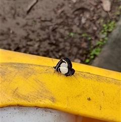 Psychonotis caelius at Bangalee, NSW - 9 Mar 2025 02:19 PM