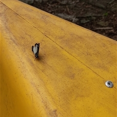 Psychonotis caelius at Bangalee, NSW - 9 Mar 2025 02:19 PM