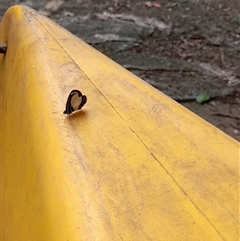Psychonotis caelius at Bangalee, NSW - 9 Mar 2025 02:19 PM