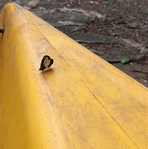 Psychonotis caelius at Bangalee, NSW - 9 Mar 2025 02:19 PM