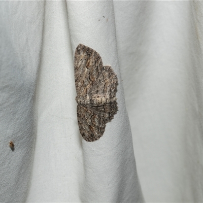 Ectropis (genus) (An engrailed moth) at Higgins, ACT - 25 Feb 2025 by AlisonMilton