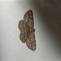 Ectropis excursaria (Common Bark Moth) at Higgins, ACT - 25 Feb 2025 by AlisonMilton