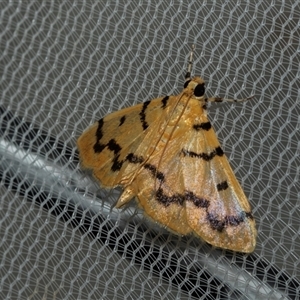 Dichocrocis clytusalis at Higgins, ACT - 25 Feb 2025 07:53 AM