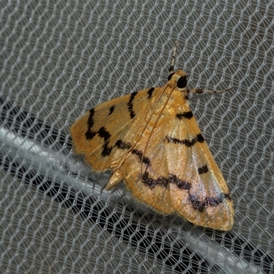 Dichocrocis clytusalis (Kurrajong Leaf-tier, Kurrajong Bag Moth) at Higgins, ACT - 25 Feb 2025 by AlisonMilton