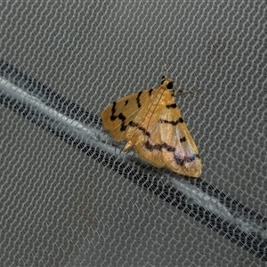 Dichocrocis clytusalis at Higgins, ACT - 25 Feb 2025 07:53 AM